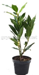 Лавр нобилис, (D-9)