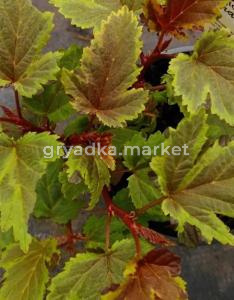 Пузыреплодник калинолистный Chameleon, С3