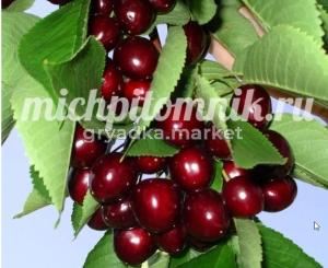 Черешня Мичуринская поздняя (Питомник Грезневых)