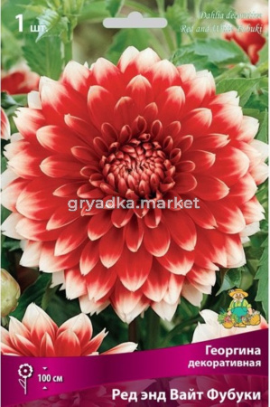 Георгина Ред энд Вайт Фубуки 1шт.