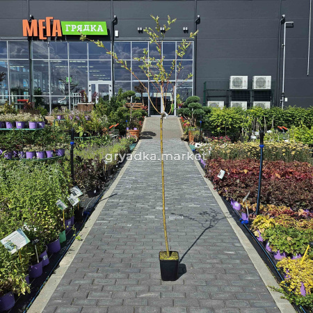 Ива цельнолистная Хакуро-Нишики на штамбе C5Pa130-140 (ИС)