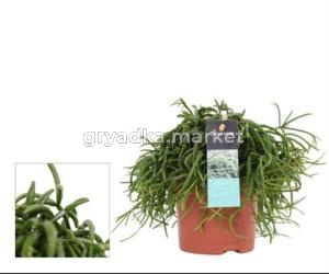 Папоротник Смесь С12 H25