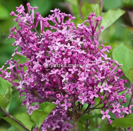 Сирень гибридная Блумеранг Дарк Перпл 50-60 С7,5 ГлХ