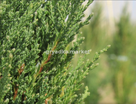 Можжевельник скальный Блю Эрроу (Juniperus scop. Blue Arrow 140+ см WRB)