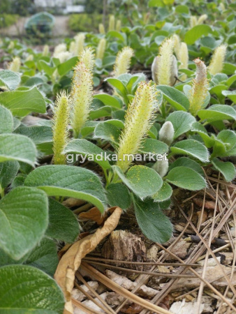 Ива курильская (Salix kurilensis) P13 Н20 - 25