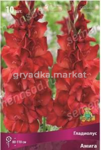 Гладиолус крупноцветковой Амига 10шт (ало-красный, с высветлением в центре)