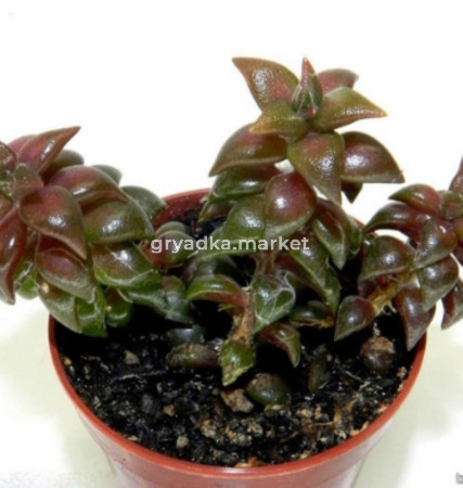 Анакампсерос Рубра D8,15 H15