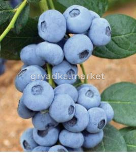 Голубика Калипсо СЗ (Питомник Чернова)