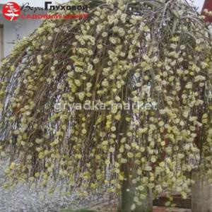 Ива козья Кильмарнок Шт-100 C3 ПК