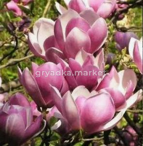 Скриншот 21-04-2026 132234