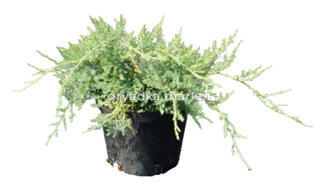 Можжевельник виргинский Грей Оул (Juniperus virgin. Grey Owl С3)