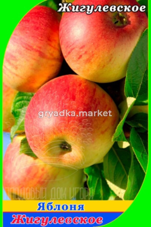 Яблоня Жигулевское 2022 гп позднеосенний сорт (V8)