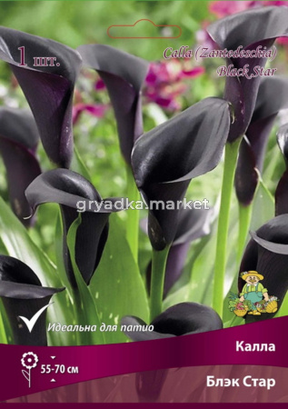 Калла Ла Паз