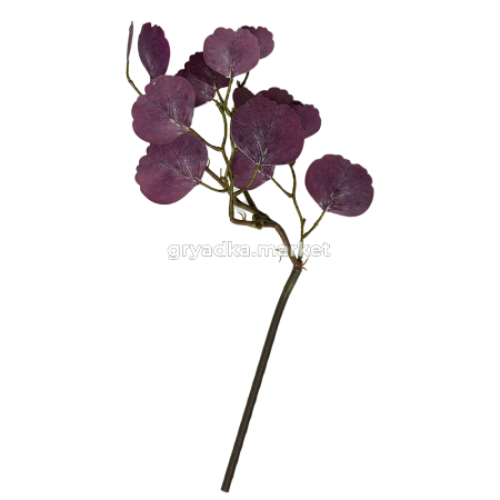 ветка эвкалипта