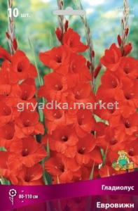 Гладиолус Евровижн 10шт 10-12