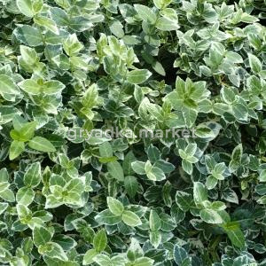 Бересклет форчуна Эмеральд Гаити C5 Шт 1