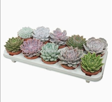 Эхеверии Микс С10,5 Н14