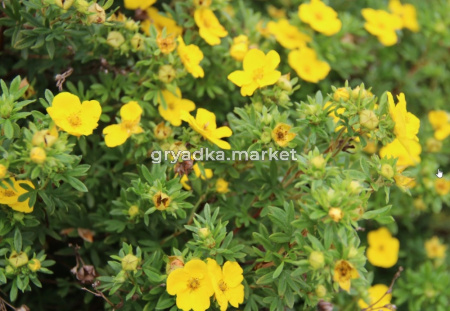 Лапчатка кустарниковая Goldfinger с3