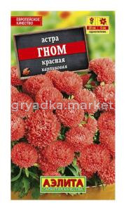 Астра Гном красная (Аэлита)