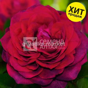 Роза Ампир 1шт (Сем Алт) Премиум