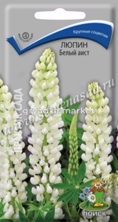 Люпин (декоративный) Белый аист (ЦВ) (