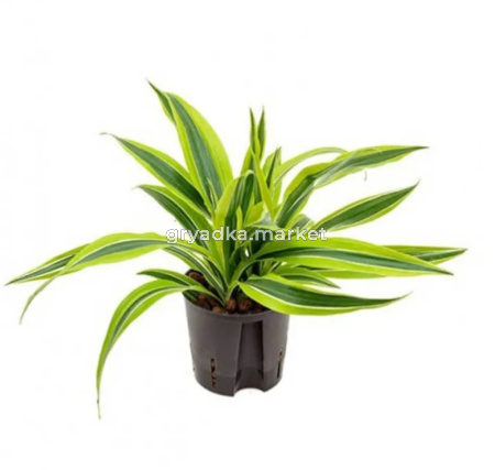 Драцена фрагранс Лемон Лайм копстек, кор. (D-12)