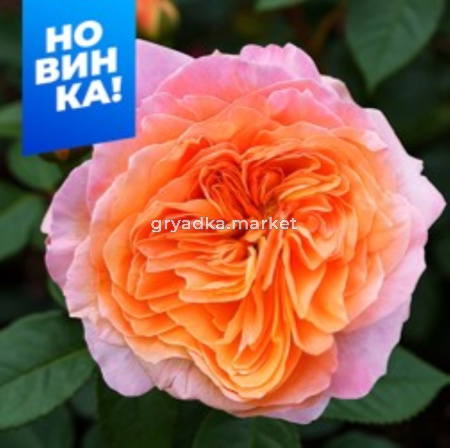 Роза Викторианский Секрет 1шт чайно-гибридная (Сем Алт)