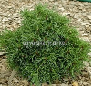 Скриншот 21-04-2026 131832