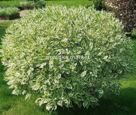 Скриншот 21-04-2026 111327