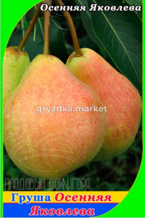 Груша Осенняя Яковлева (Эля) 2020 гп осенний сорт пакет (V13) (ПДИ)