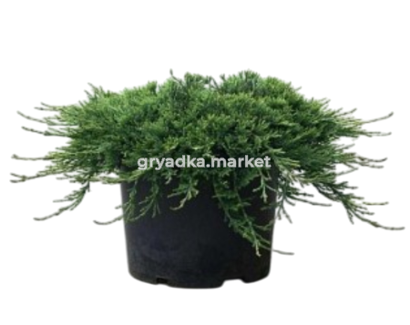 Картинка-Photoroom (9)