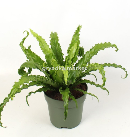 Асплениум Антиквум Осака С21 H45