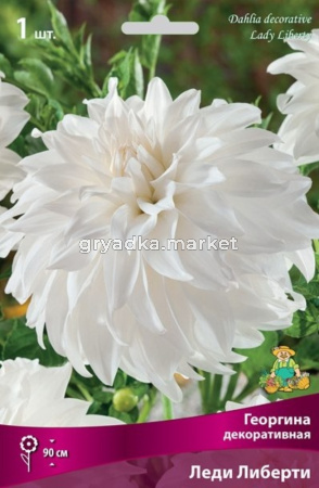 Георгина декоративная Леди Либерти (белый, махровый, с плоскими, заостренными по краям лепе, 1шт, I)