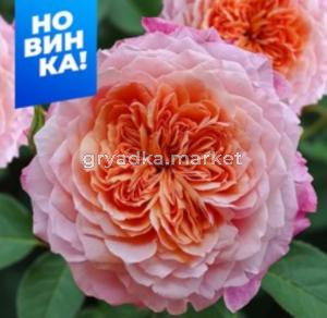 Роза Мияби 1шт шраб (парковая) (Сем Алт)