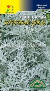 Цинерария Серебряный дождь (Цвет сад)
