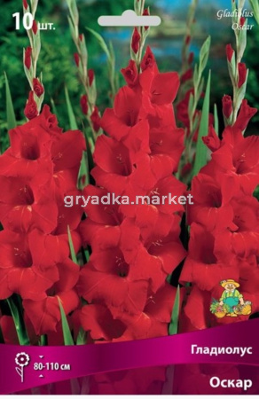 Гладиолус Оскар 10шт 10-12