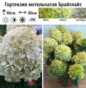 Гортензия метельчатая Брайтлайт С5 НАп-23