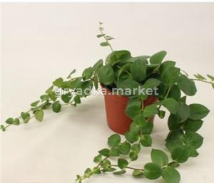 Эсхинантус Полька Гроен розовый, подвесной С12 H15