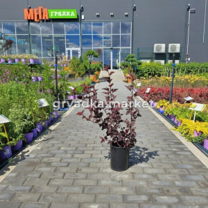 Пузыреплодник калинолистный Диабло Дор (ПГ)