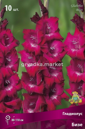Гладиолус крупноцветковый Бизе 10шт (малиново-пурпурный с белыми отметинами на лепестке, 10-12)