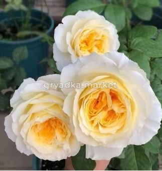 Скриншот 17-02-2026 153005