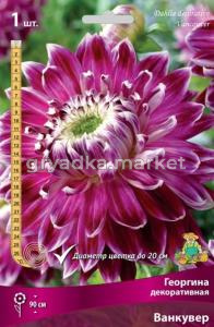 Георгина декоративная Ванкувер