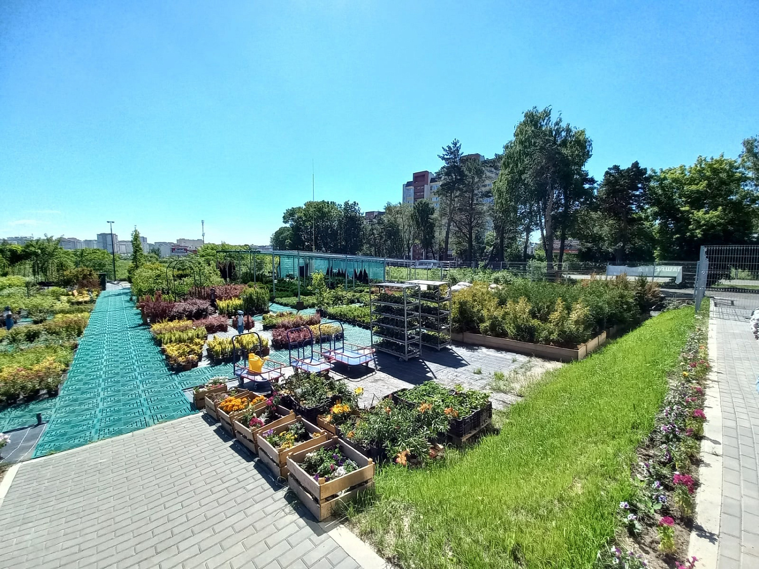 Секреты успешного выращивания саженцев: от выбора почвы до ухода