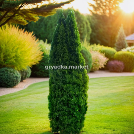 Туя западная Колумна 140-160 cm RB  C15 1