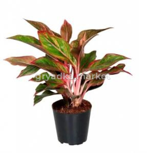 Аглаонема Крит, комп. (D-12)