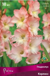 Гладиолус Кэрлесс 10-12 крупн. 10шт