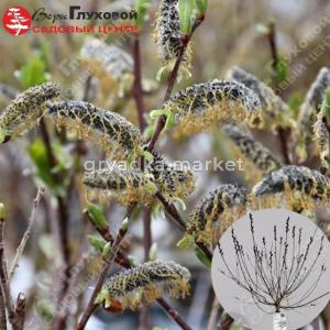 Ива хеномелесовидная Любберс Зварт Шт-80 С3 ГлХ