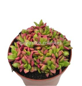 Анакампсерос Руфесценс Пинк Липс 8,5см