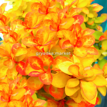 Барбарис тунберга Саммер Сансет C 3 20-30 1