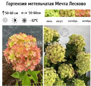 Гортензия метельчатая Мечта Лесково С3 (Самарский Питомник)